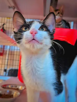 Rafa