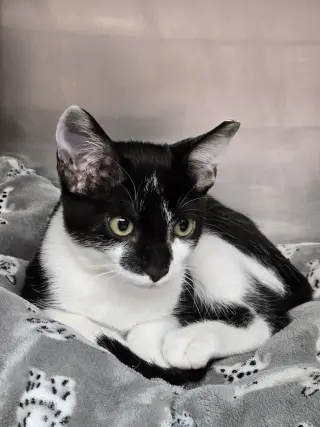 Frank