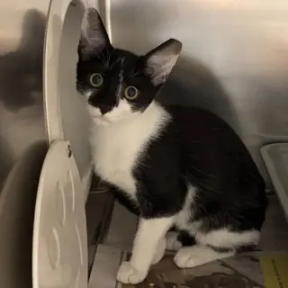 Frank