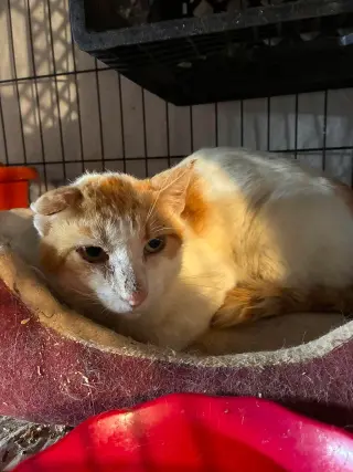 Lemon Meringue