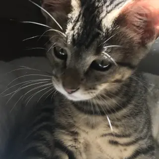 Roger
