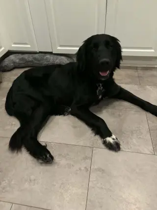 NICK (BUDDY)