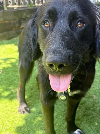 NICK (BUDDY)