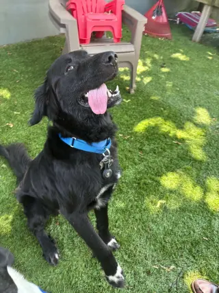 NICK (BUDDY)