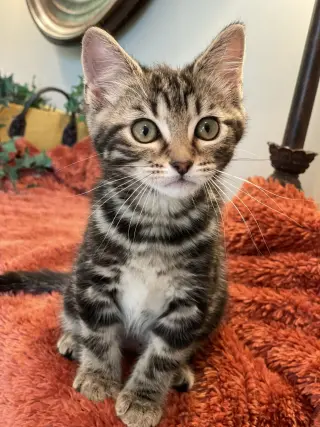 Jasmine