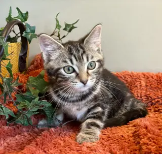 Jasmine