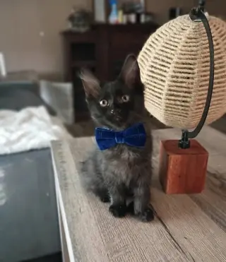 Oliver [CP]