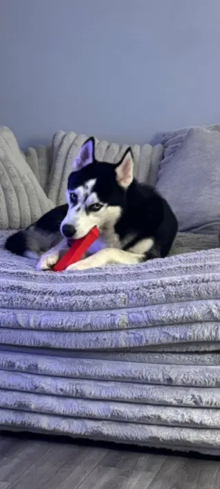 Balto
