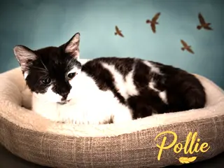 Pollie (FCID# 07/06/2026 - 17 Trainer)