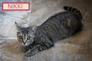 Nikki (FCIDS# 07/06/2026 - 95 Trainer)