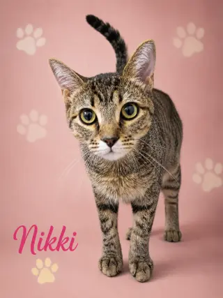 Nikki (FCIDS# 07/06/2026 - 95 Trainer)