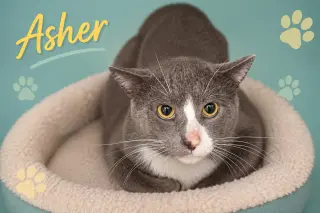 Asher (FCID# 07/08/2026 - 57 Trainer)
