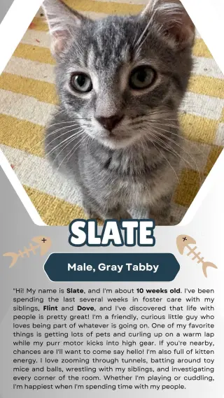 Slate (FCID# 07/15/2026 - 3)