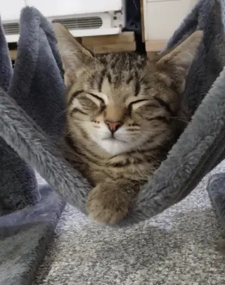 Lyric * IN FOSTER *