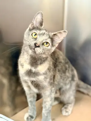 Maize