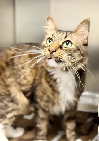 Simba