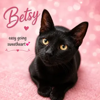 Betsy (FCID # 06/24/2026 - 146) Jenkintown PS