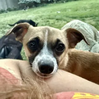 Meeko