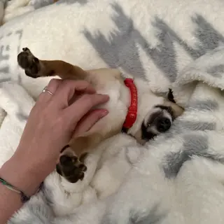 Meeko