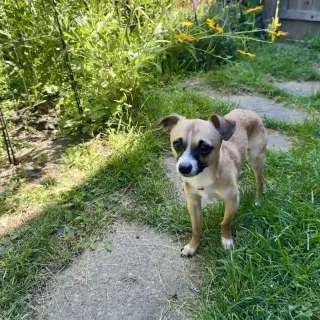 Meeko