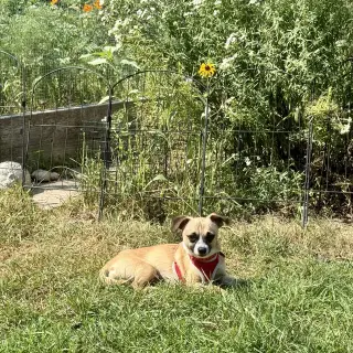 Meeko