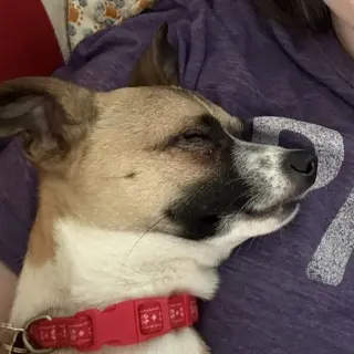 Meeko