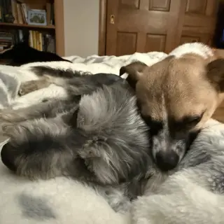 Meeko