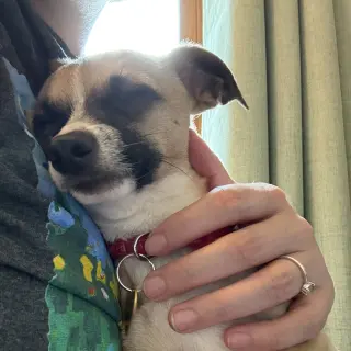 Meeko