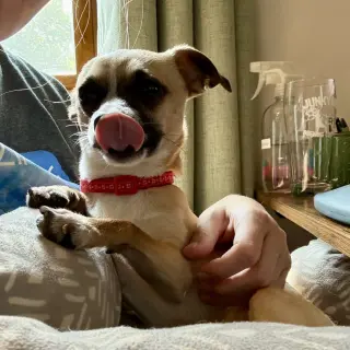 Meeko