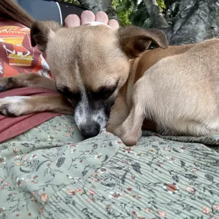 Meeko