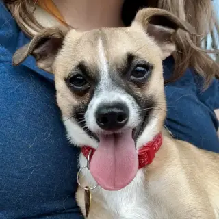 Meeko