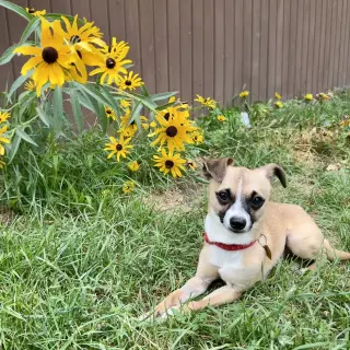 Meeko