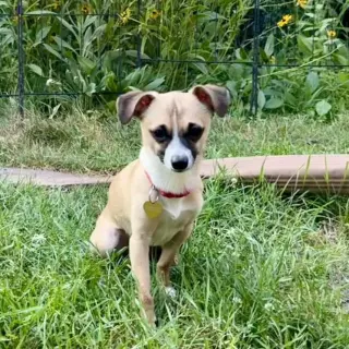 Meeko