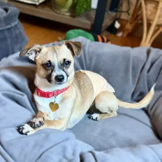 Meeko