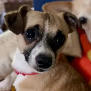 Meeko