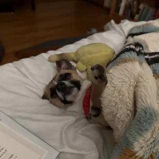 Meeko