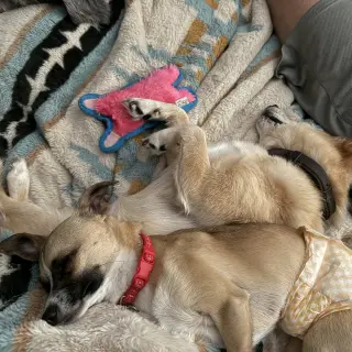Meeko