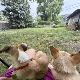 Meeko