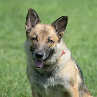 Piper