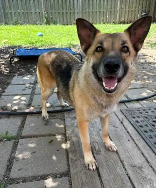 Piper