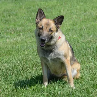 Piper