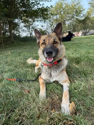 Piper