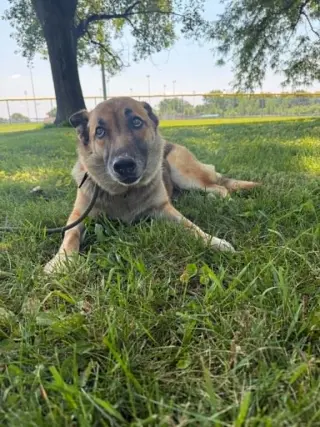 Piper