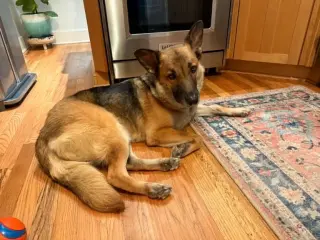 Piper