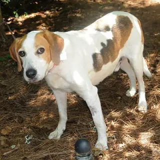 Duncan