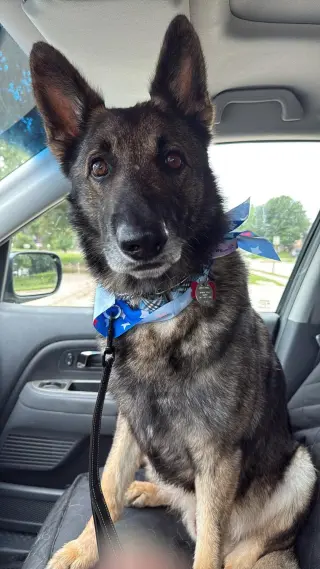 Merlin