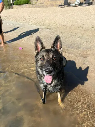 Merlin