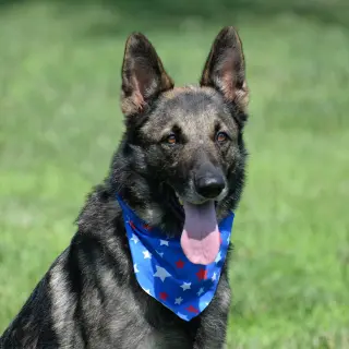 Merlin