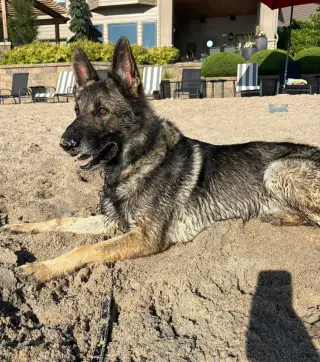 Merlin