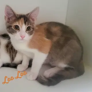 Loo Loo #microwave-box-litter